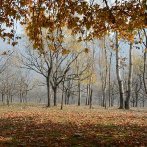 KFxx_Budg_Nature_Forest_251120_jpg_Autmn’ the best season of kashmir